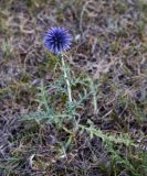 Echinops sibiricus