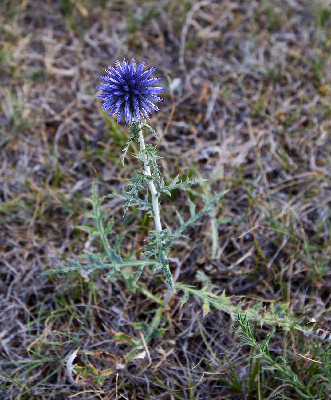 Изображение особи Echinops ruthenicus.