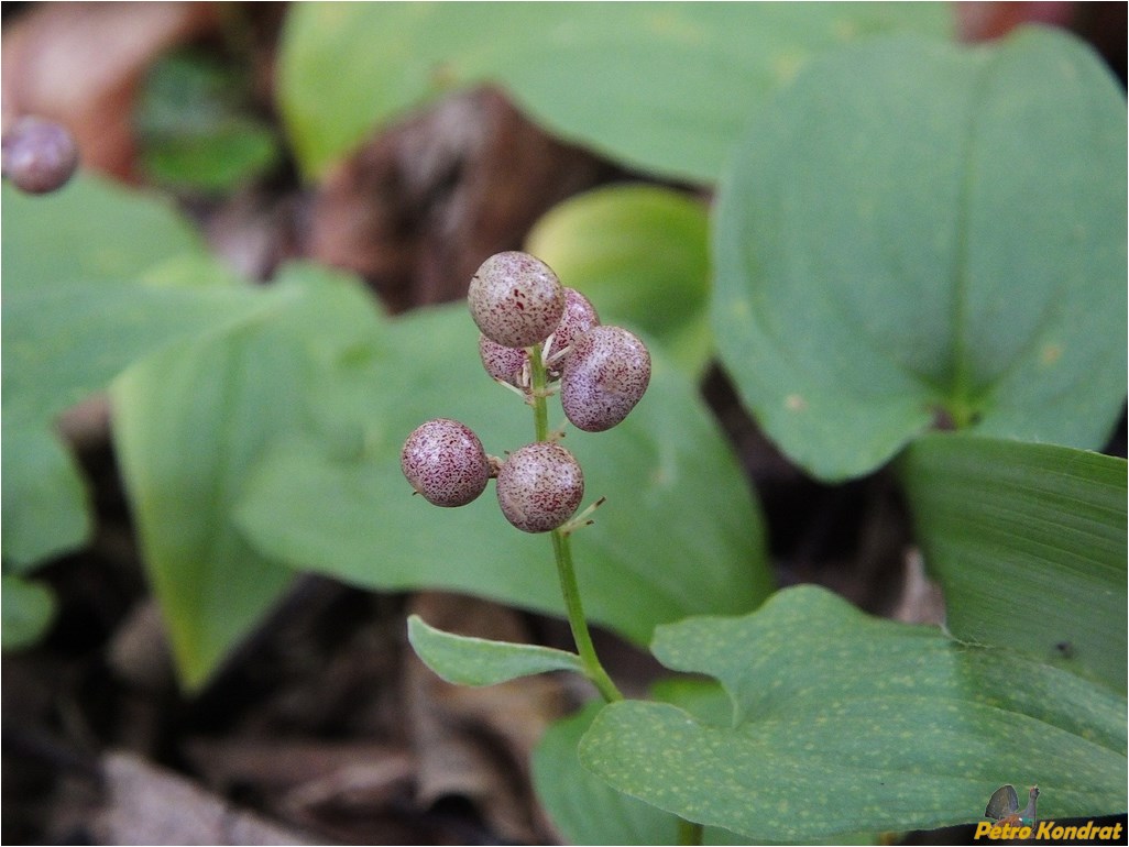 Image of Maianthemum bifolium specimen.