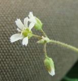 Holosteum umbellatum. Соцветие. Краснодарский край, Кущёвский р-н, станица Шкуринская, многолетняя залежь. 29.04.2010.