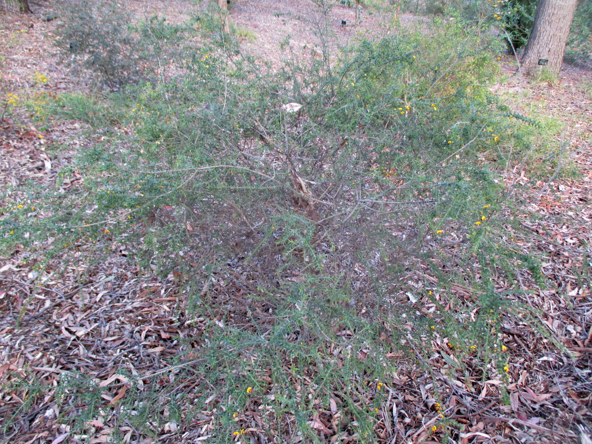 Image of Daviesia squarrosa var. villifera specimen.