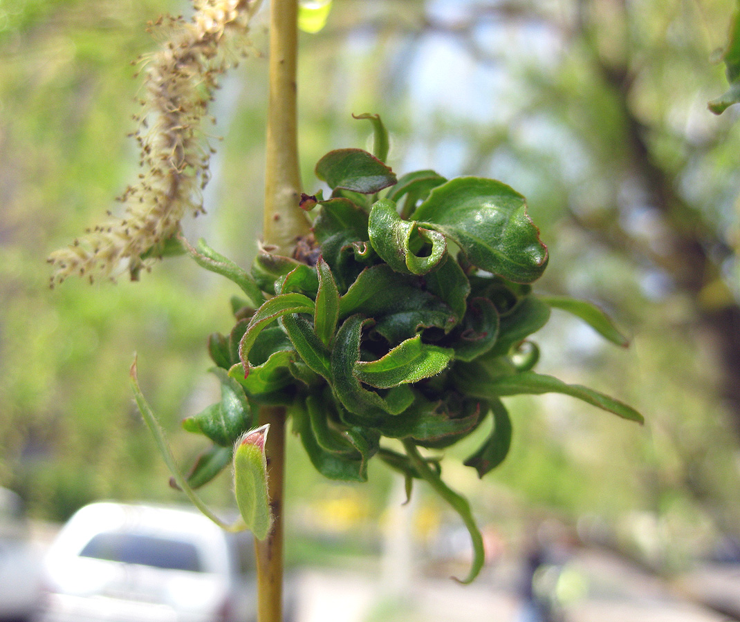 Image of Salix babylonica specimen.