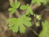 Geranium pusillum. Листья и завязавшиеся плоды. Крым, Бахчисарайский р-н, пос. Куйбышево, берег р. Бельбек, в тени деревьев. 11.06.2017.