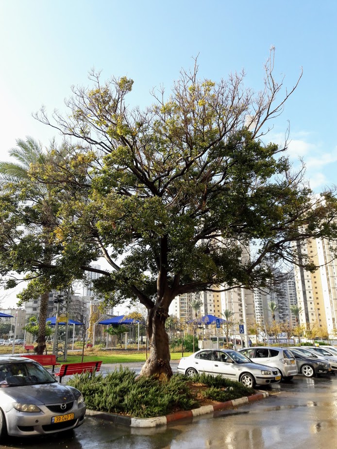 Image of Celtis australis specimen.