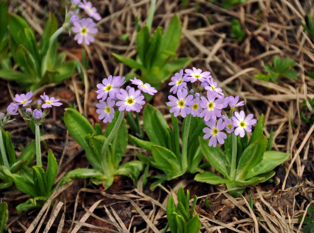 Image of Primula algida specimen.