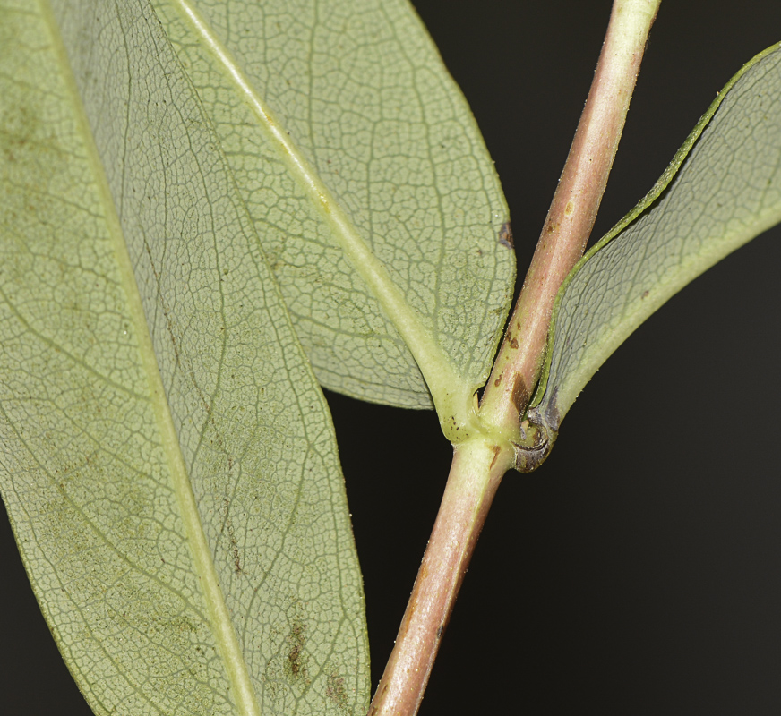 Image of Hypericum calycinum specimen.