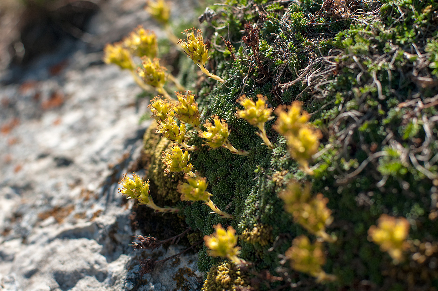 Image of Saxifraga unifoveolata specimen.