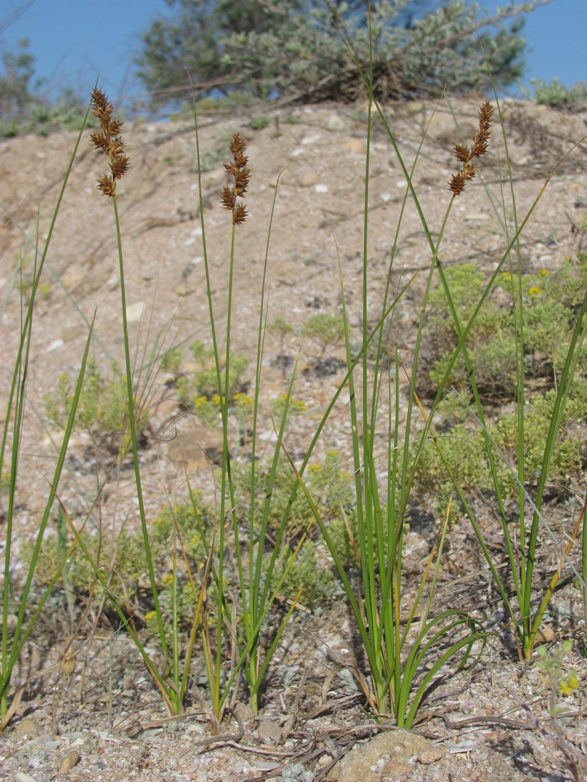 Изображение особи Carex colchica.