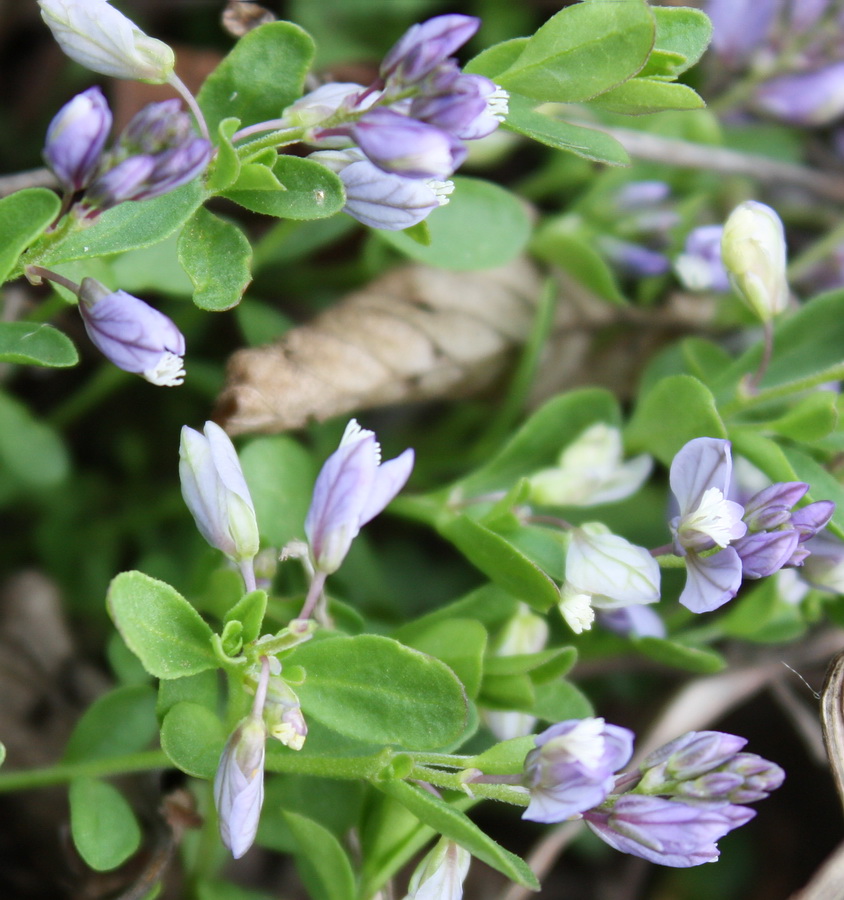 Image of Polygala supina specimen.