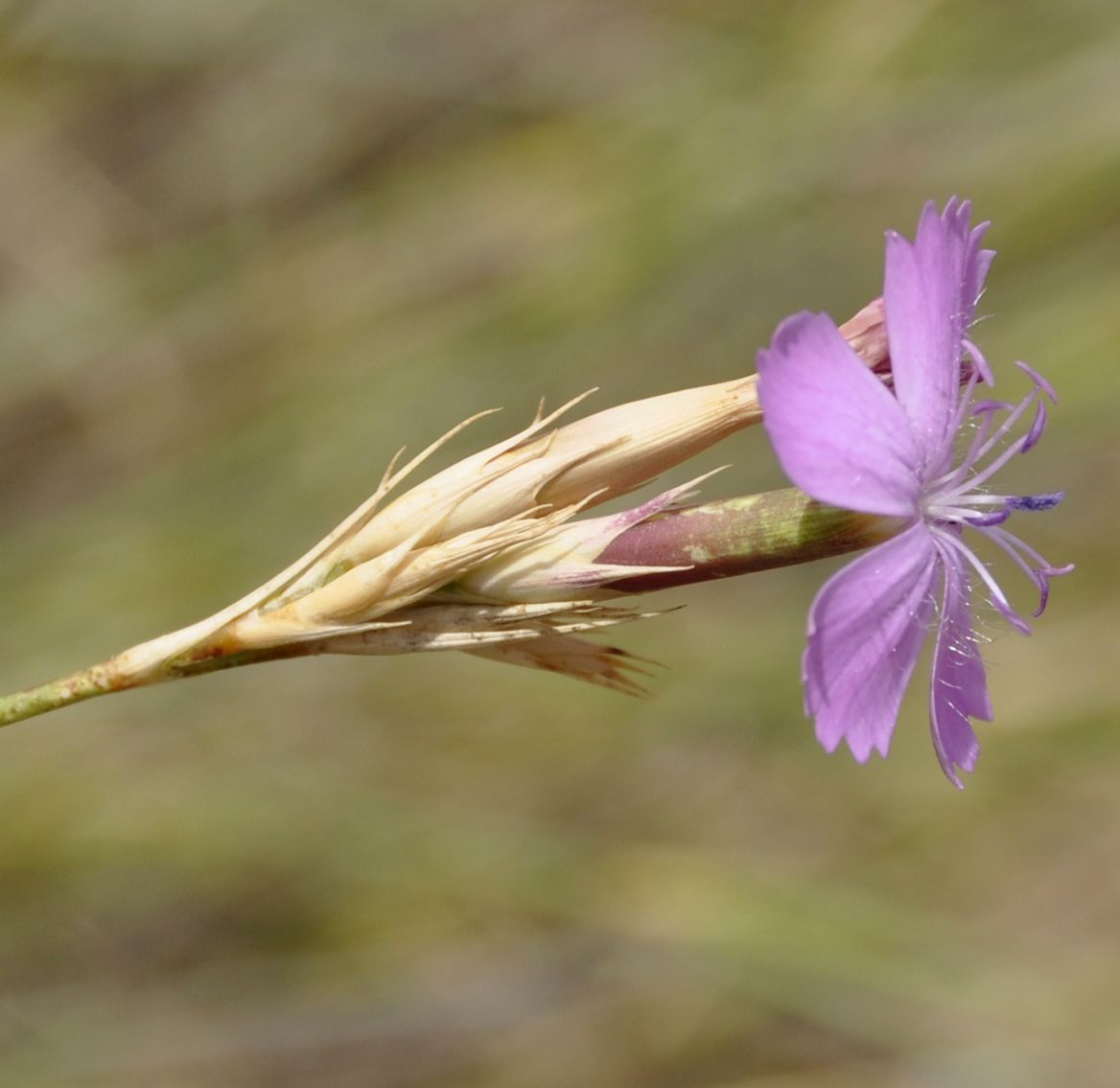 Изображение особи Dianthus gracilis.