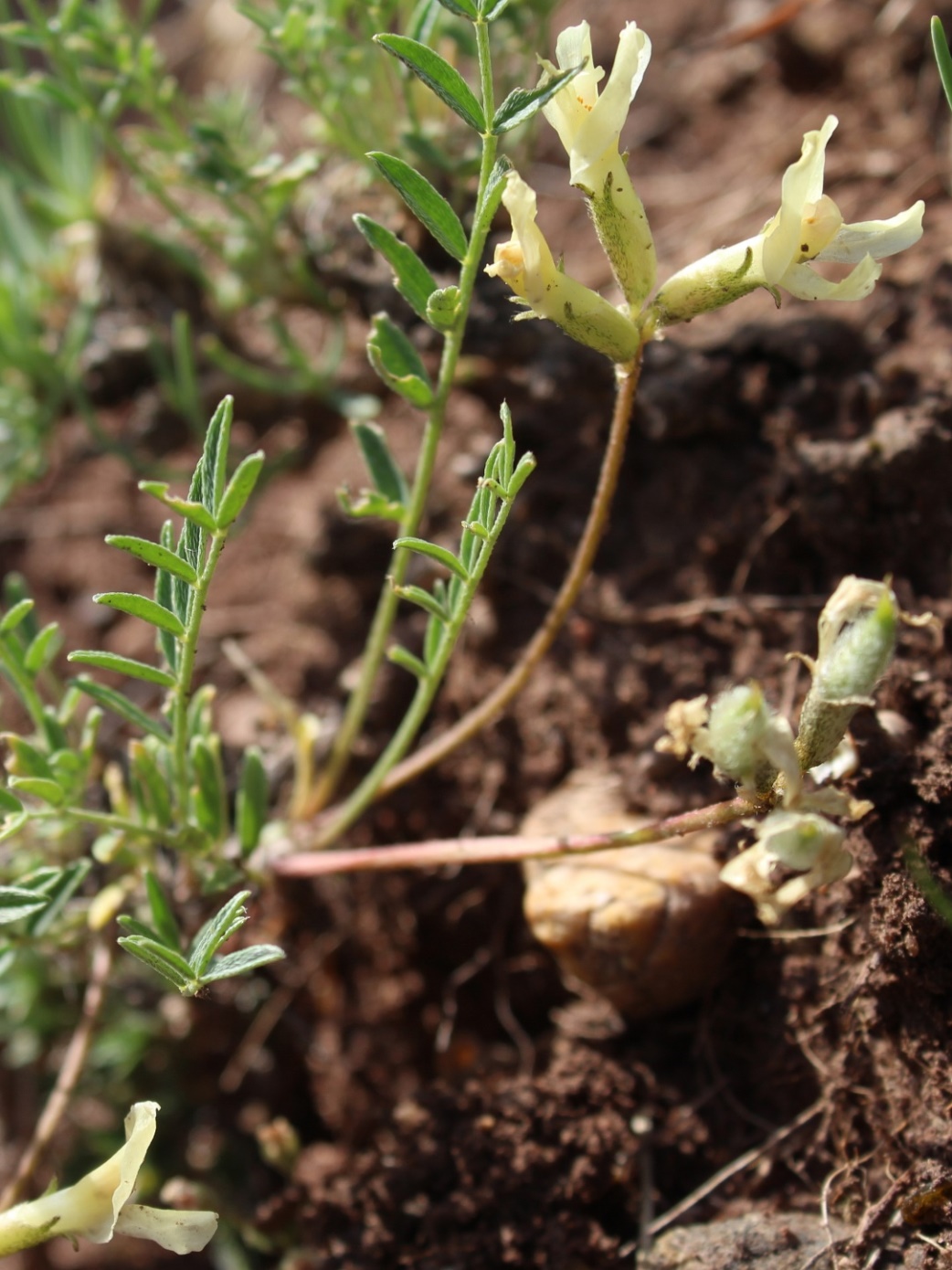 Image of Astragalus ionae specimen.