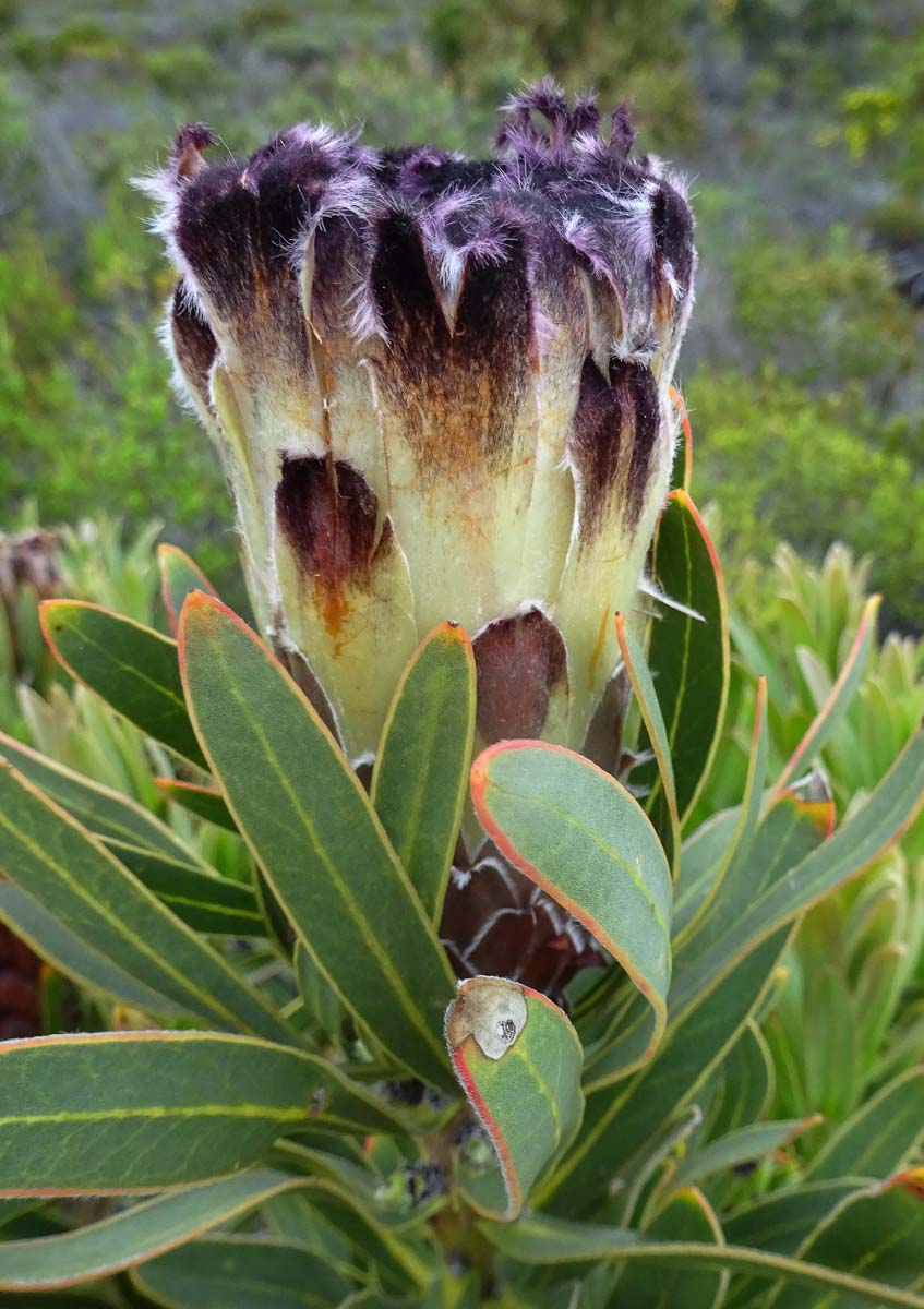 Изображение особи Protea lepidocarpodendron.