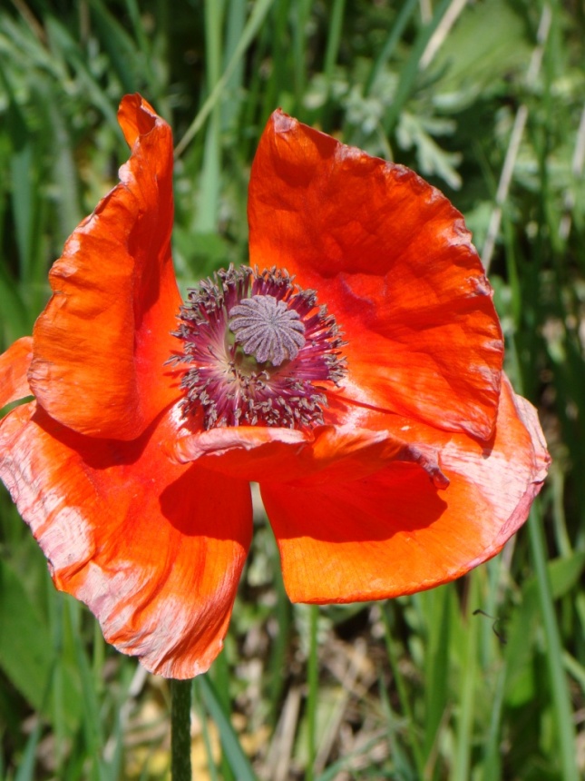 Изображение особи Papaver orientale.