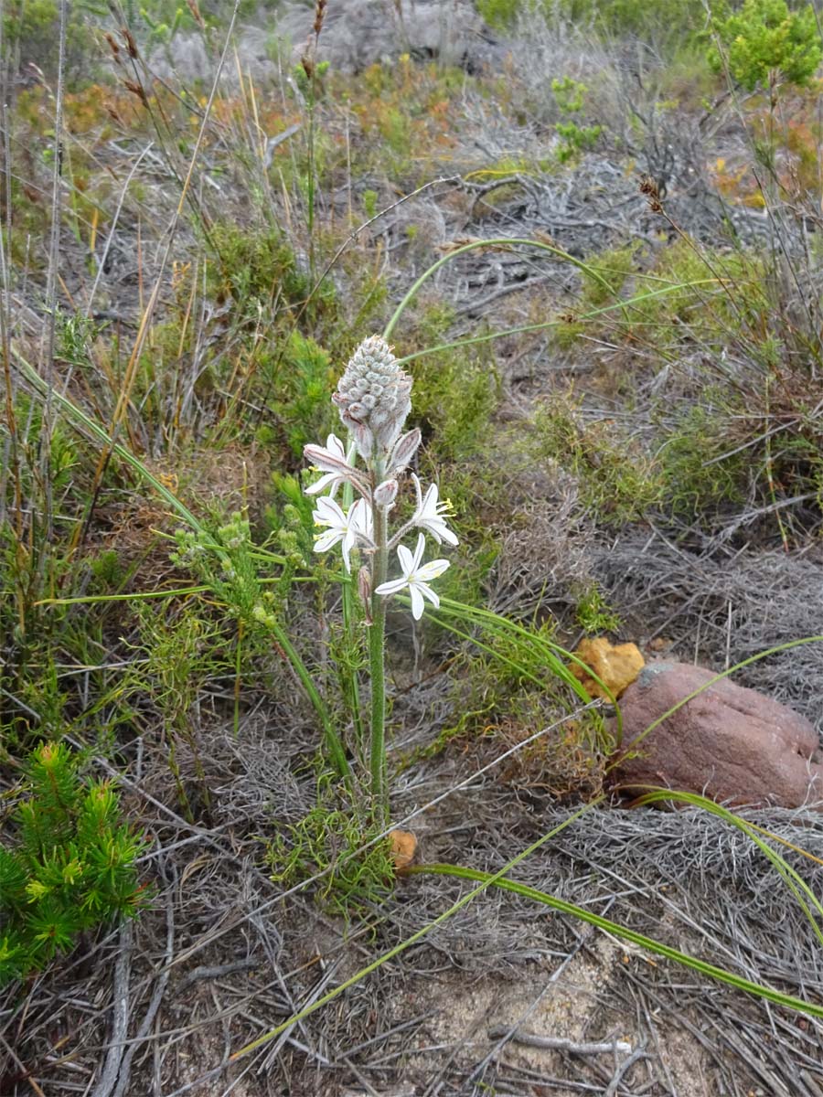 Изображение особи Trachyandra hirsutiflora.