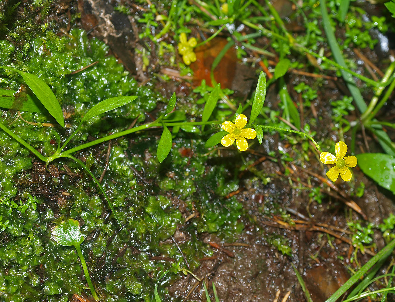 Image of Ranunculus flammula specimen.