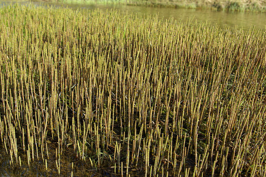 Image of Equisetum fluviatile specimen.