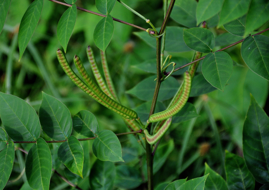 Изображение особи Senna occidentalis.