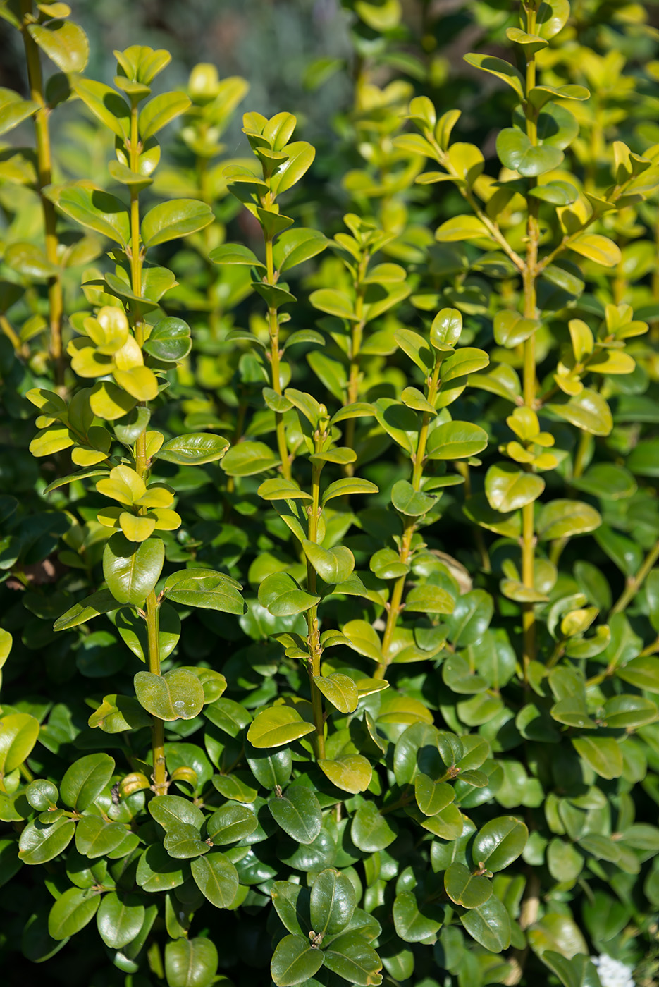 Image of Buxus sempervirens specimen.