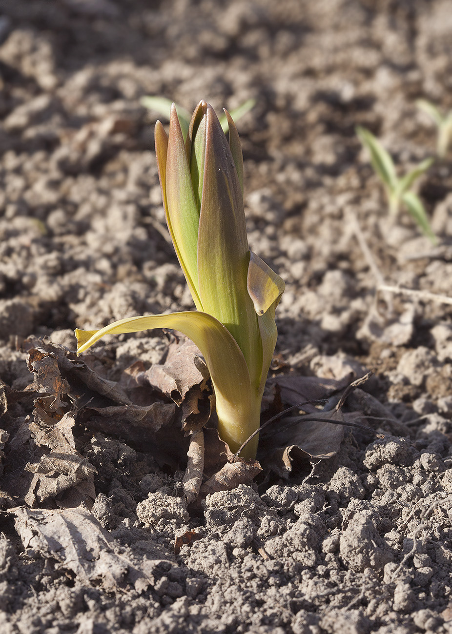 Image of Fritillaria persica specimen.