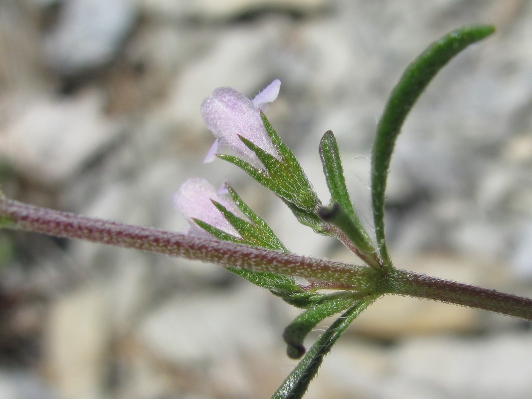 Image of Satureja hortensis specimen.