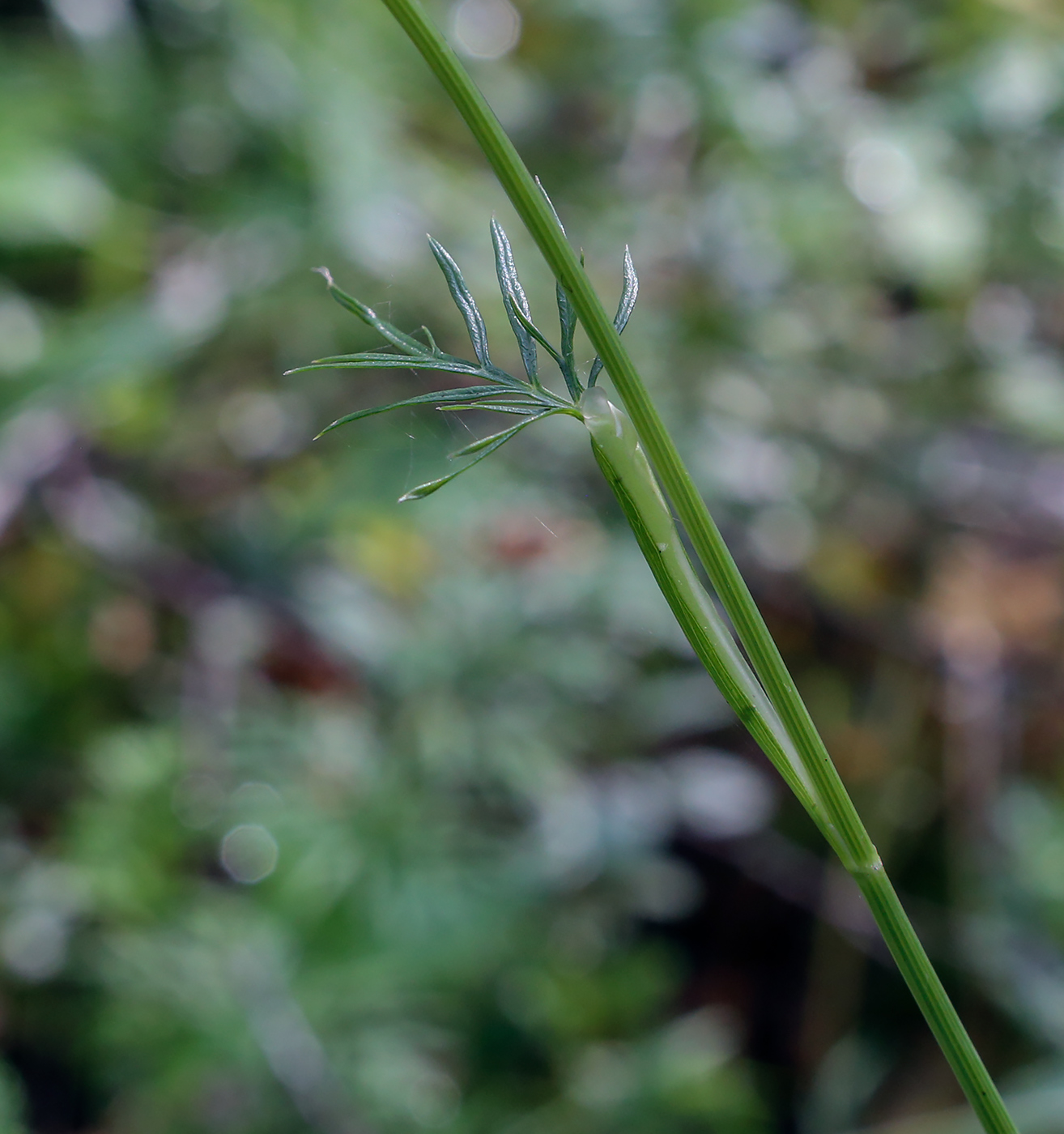 Image of Kadenia dubia specimen.