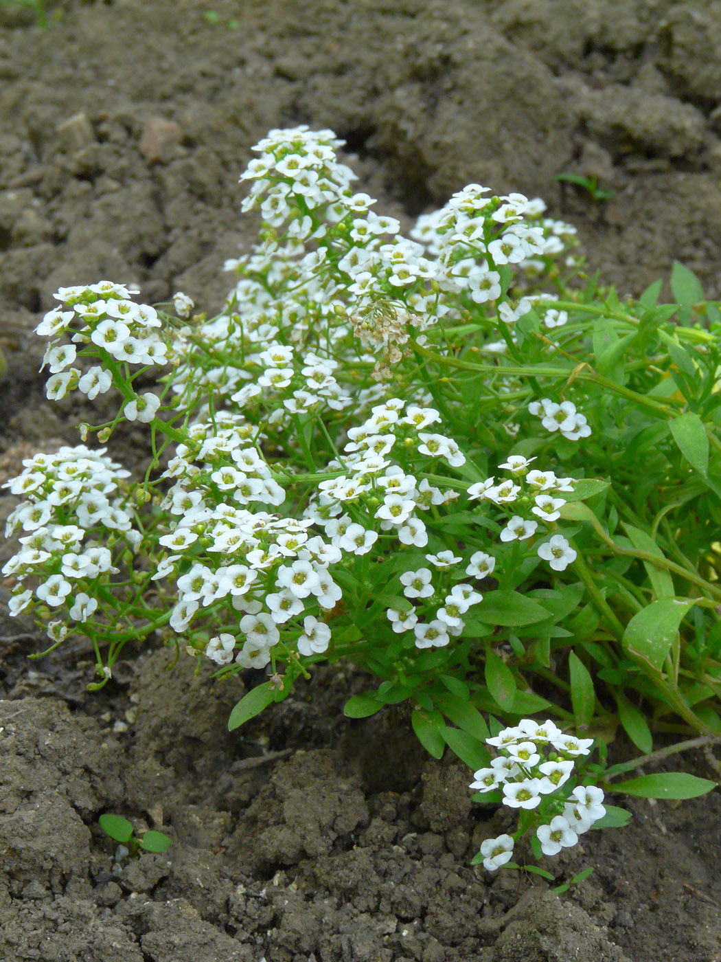 Image of Lobularia maritima specimen.