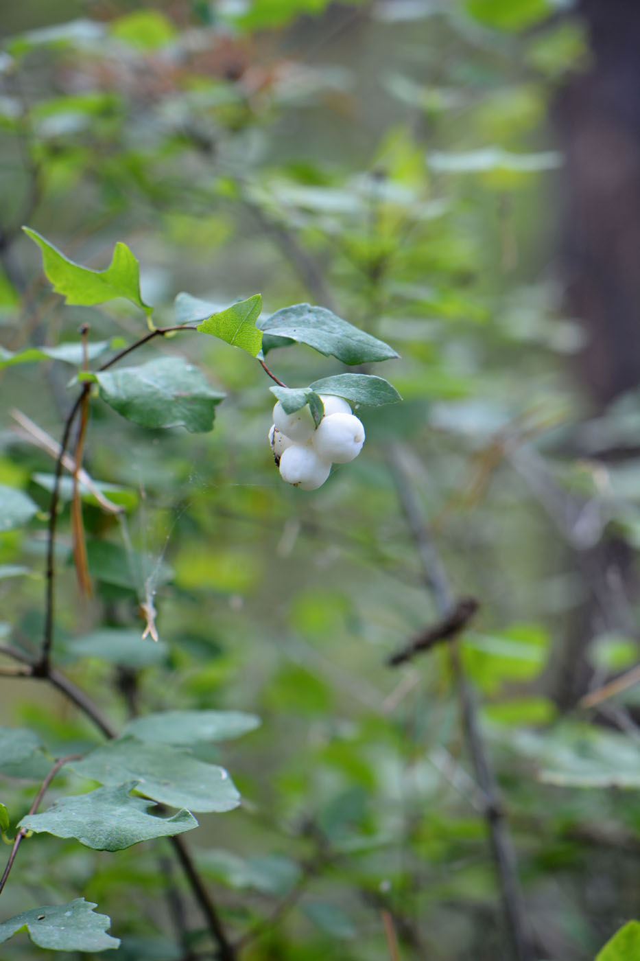 Image of Symphoricarpos albus var. laevigatus specimen.