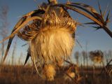 Cirsium vulgare. Соплодие. Тамбовская обл., Петровский р-н, окр. с. Покровское, берег ручья. 16.10.2019.