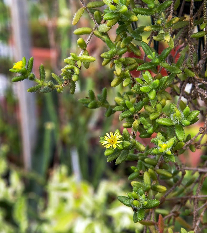 Изображение особи Delosperma echinatum.