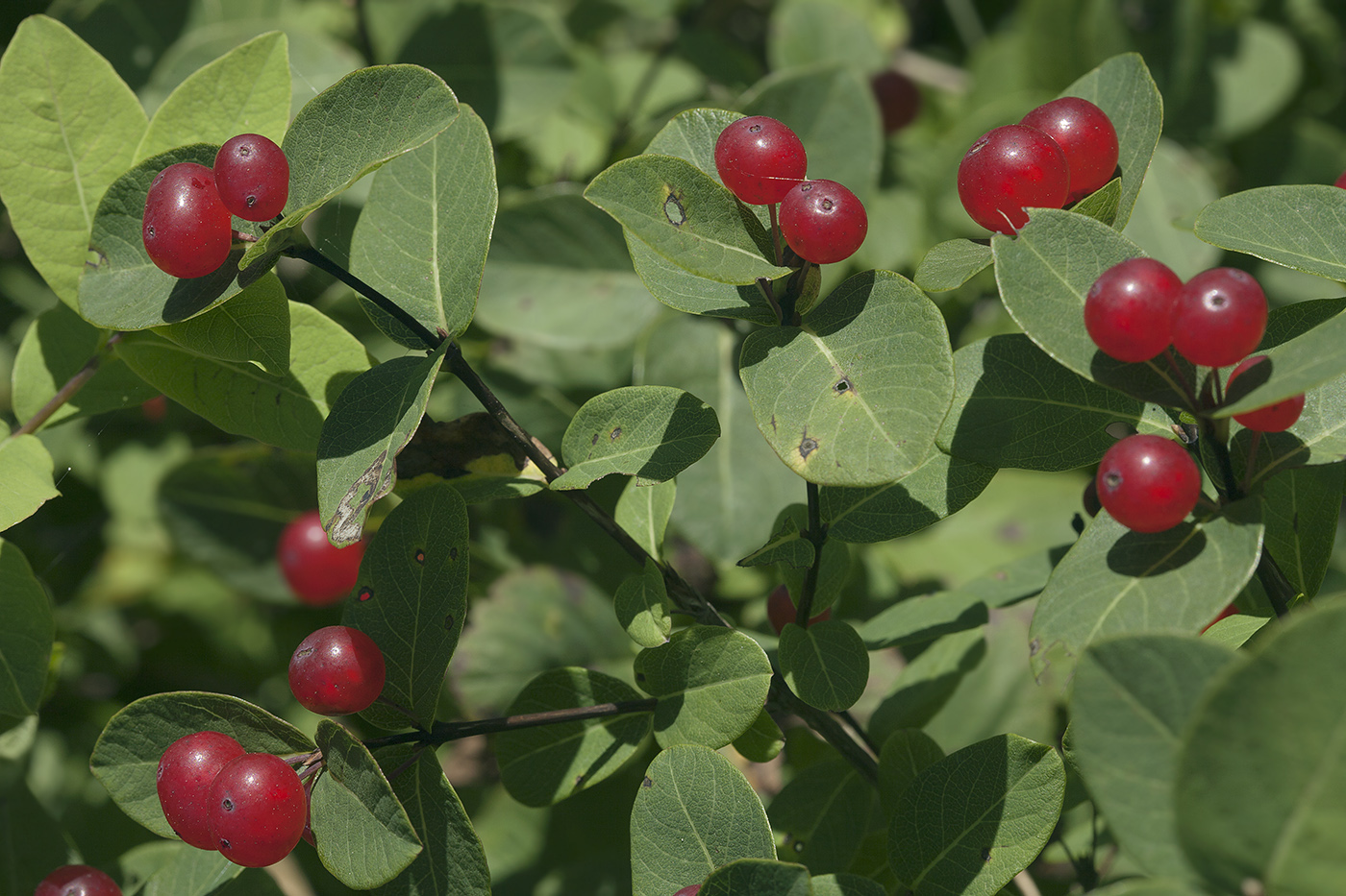 Image of Lonicera chamissoi specimen.