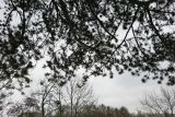 Pinus nigra. Ветки с хвоей. Украина, г. Львов, дендропарк НЛТУ, у смотровой площадки, в культуре. 05.01.2020.