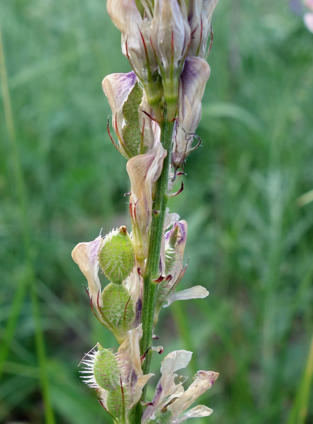 Изображение особи Hedysarum songoricum.