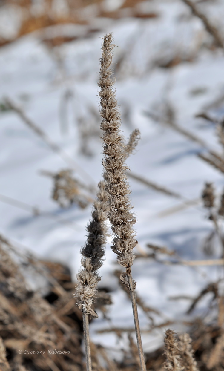 Image of Nepeta nervosa specimen.