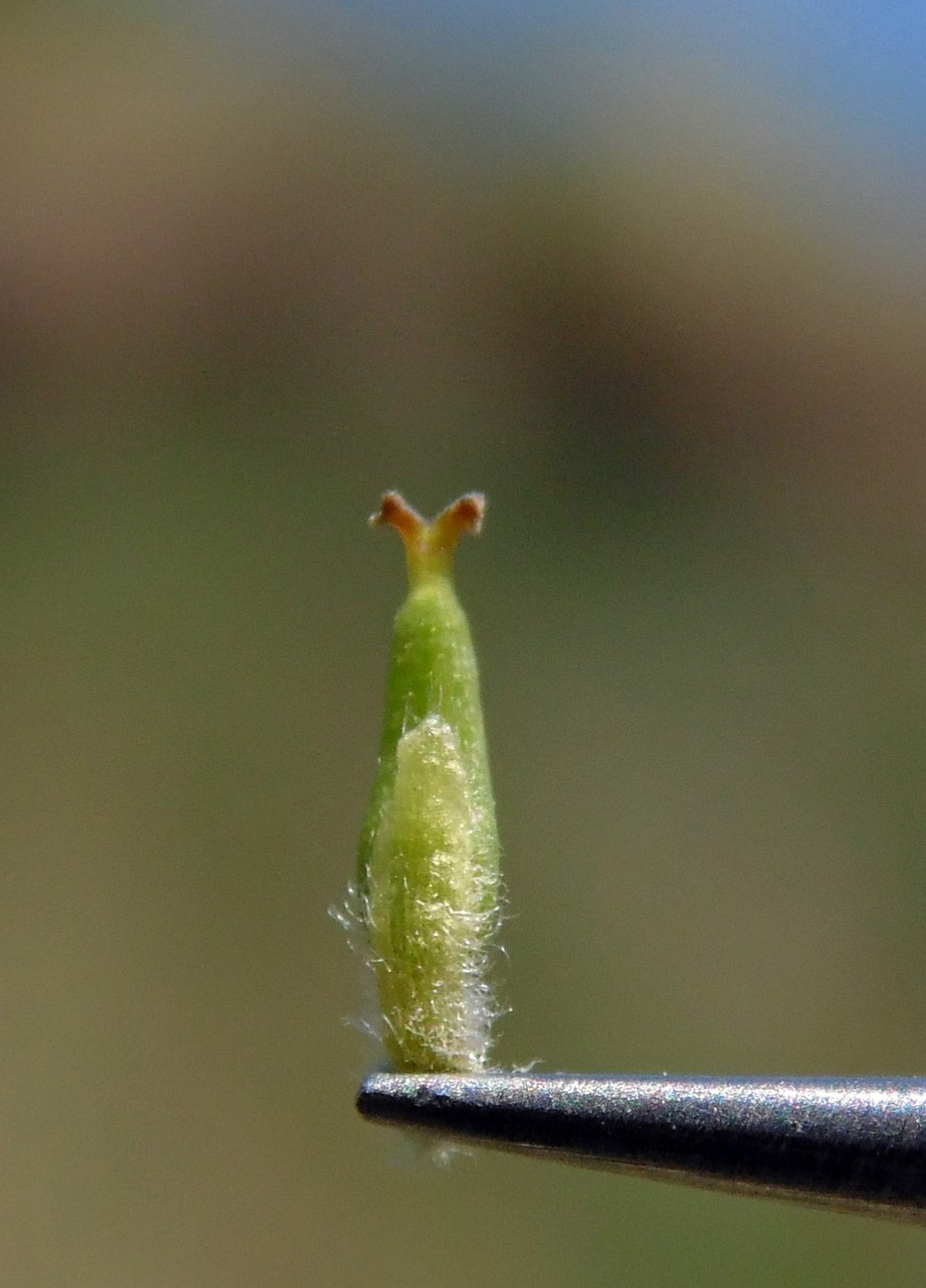 Image of Salix alba specimen.