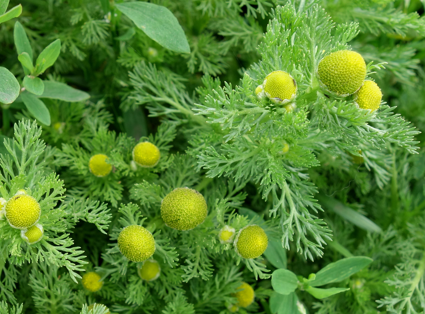 Image of Matricaria discoidea specimen.