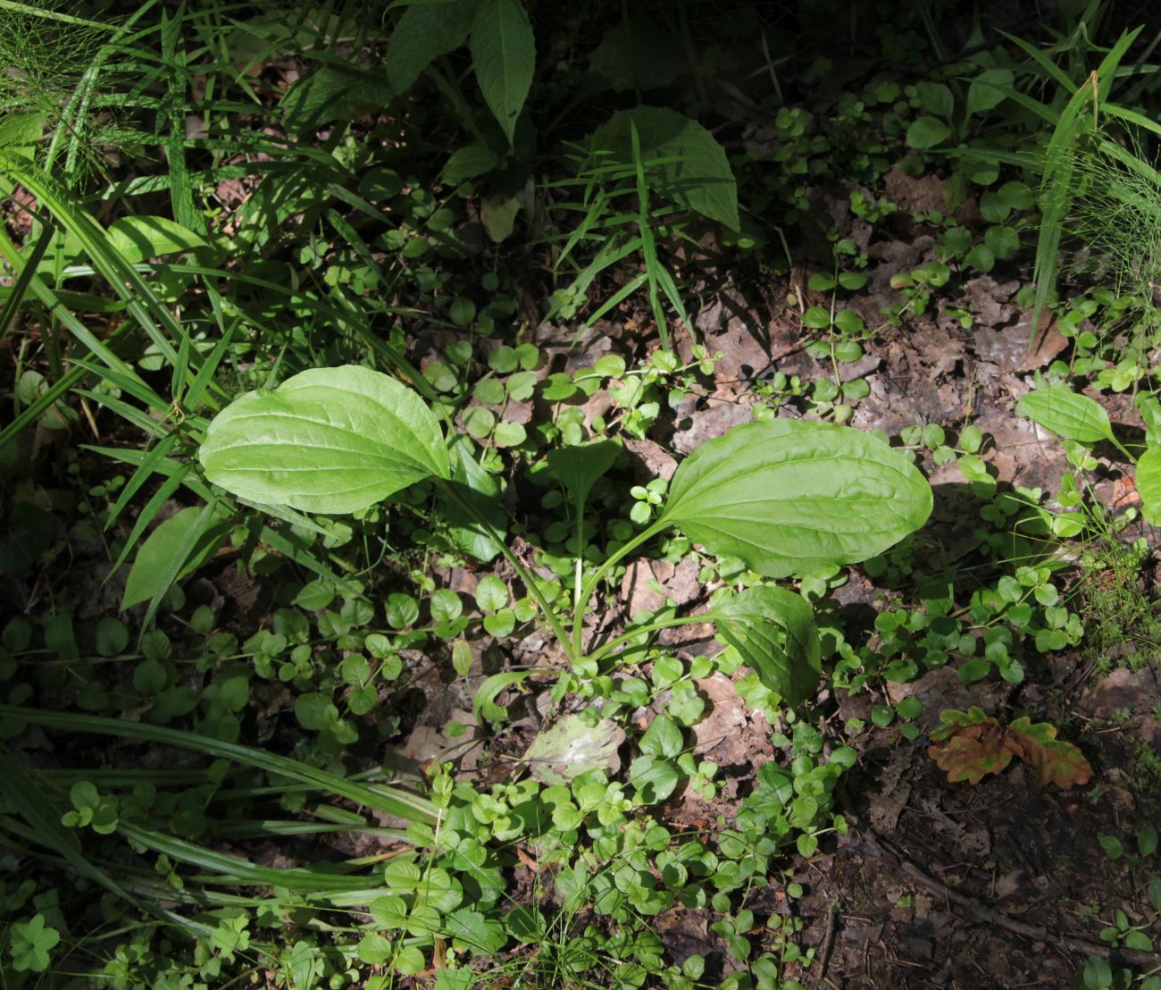 Изображение особи Plantago major.