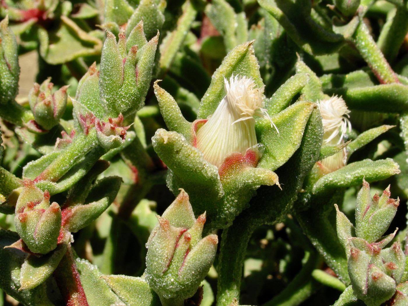 Image of Mesembryanthemum guerichianum specimen.