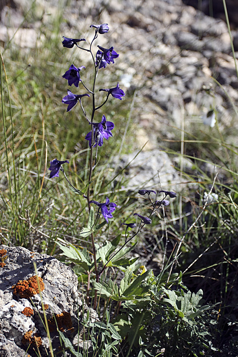 Image of Delphinium poltaratzkii specimen.