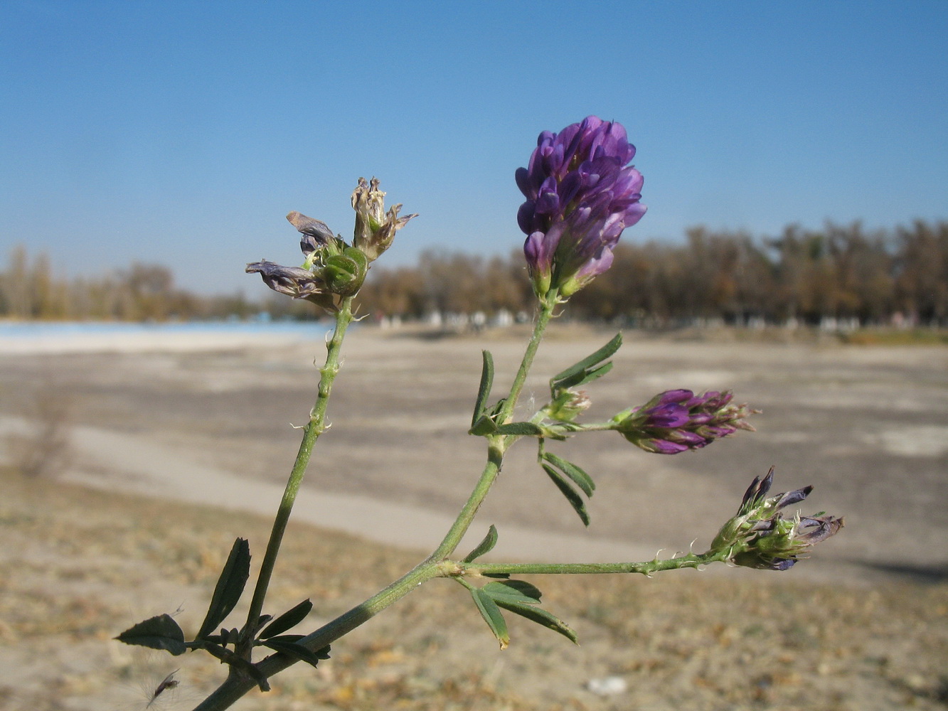 Изображение особи Medicago sativa.