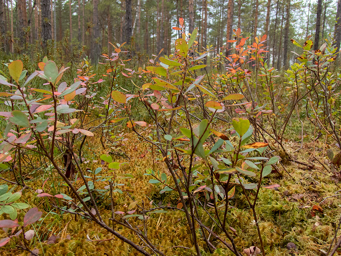 Изображение особи Vaccinium uliginosum.