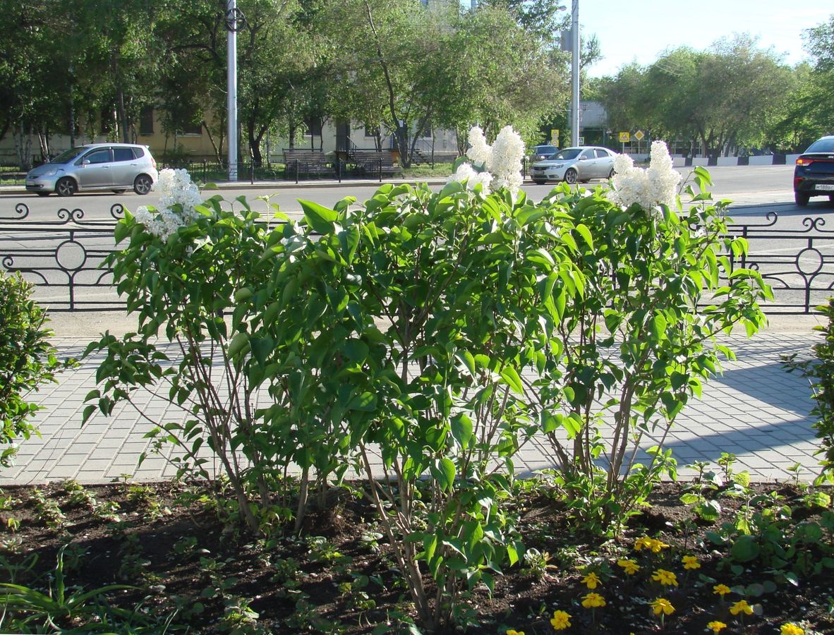 Image of Syringa vulgaris specimen.