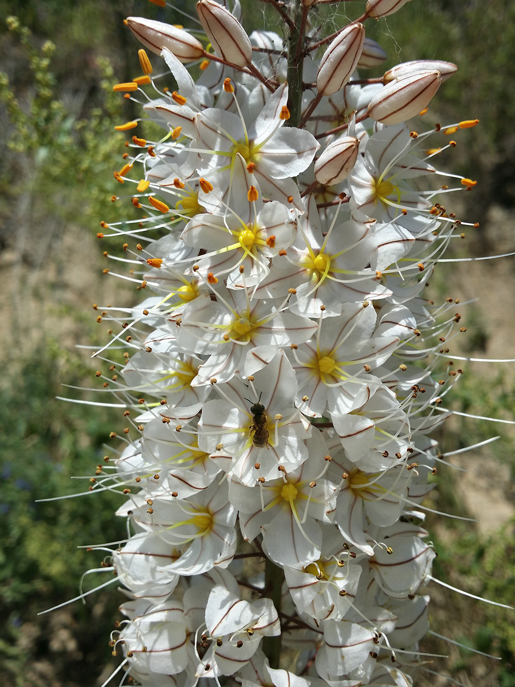 Image of Eremurus robustus specimen.