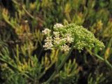 Crithmum maritimum. Соцветие на фоне соплодия. Испания, Каталония, провинция Girona, Costa Brava, Sant Feliu de Guíxols, побережье Средиземного моря. 23 октября 2008 г.