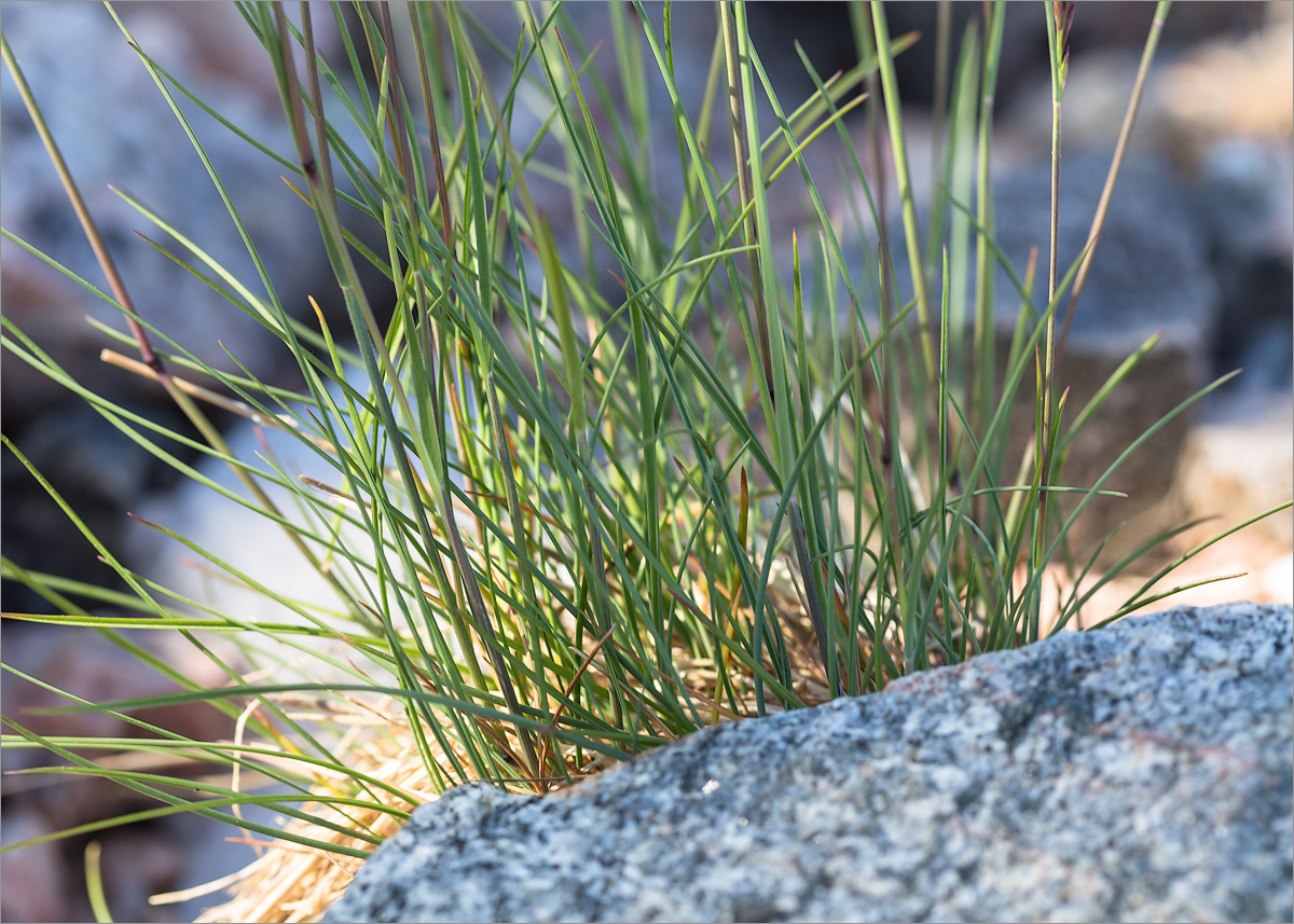 Image of Festuca rubra specimen.