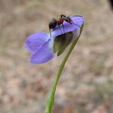 Viola hirta