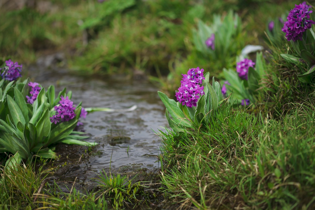 Изображение особи Primula turkestanica.