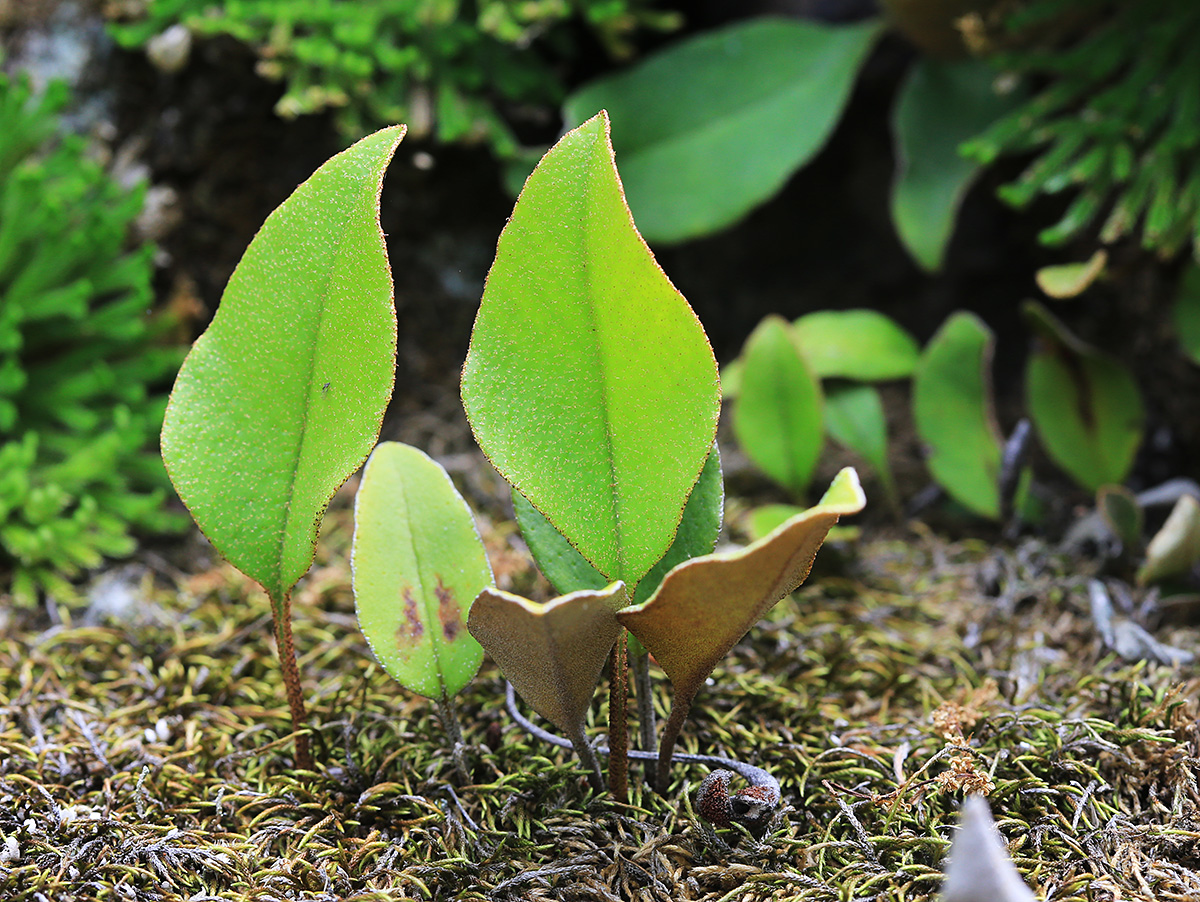 Изображение особи Pyrrosia petiolosa.