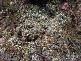 Cladonia foliacea