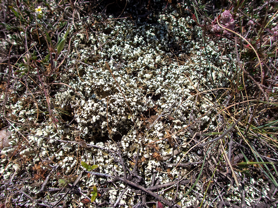 Image of Cladonia foliacea specimen.