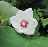 Смотреть изображение Magnolia sieboldii